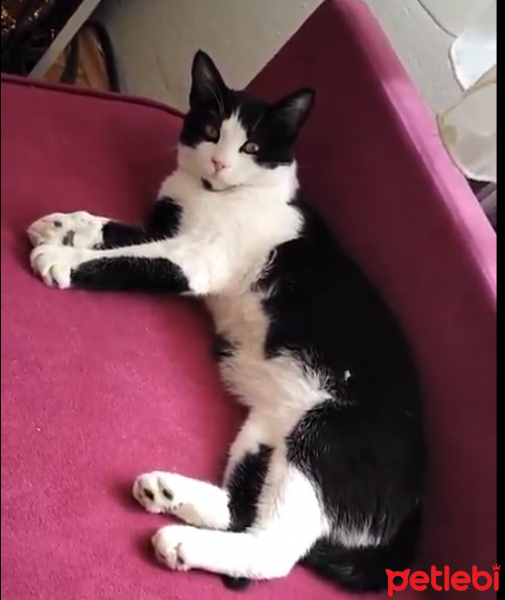 Tekir Kedi, Kedi  benek fotoğrafı