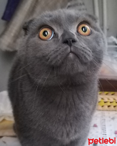 Scottish Fold, Kedi  Suşi fotoğrafı