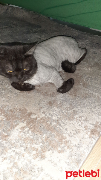 British Shorthair, Kedi  Lokum fotoğrafı
