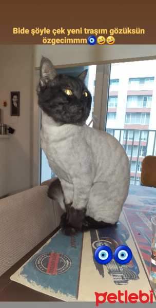 British Shorthair, Kedi  Lokum fotoğrafı