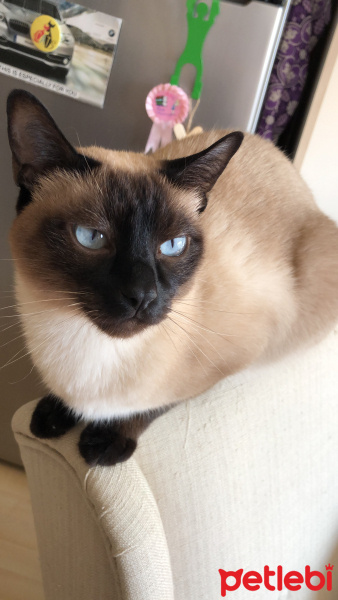 Siyam Kedisi, Kedi  Pita fotoğrafı