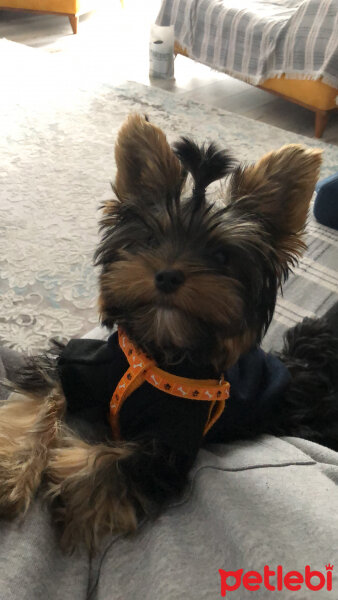 Yorkshire Terrier, Köpek  Alex fotoğrafı