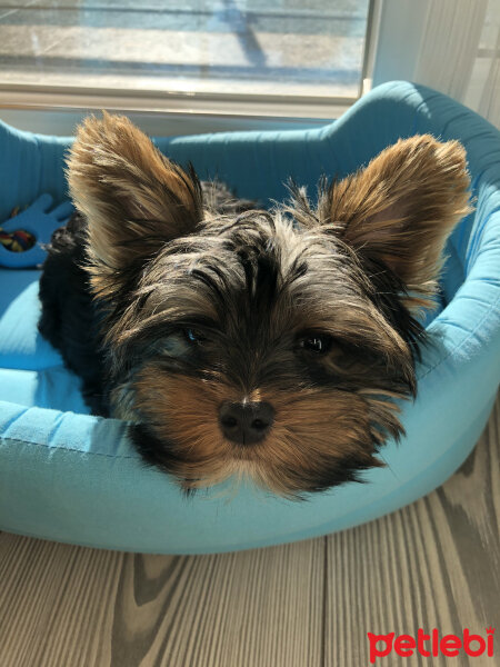 Yorkshire Terrier, Köpek  Alex fotoğrafı