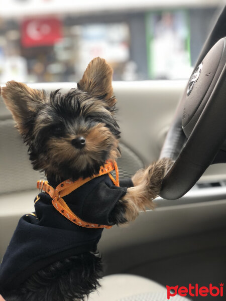 Yorkshire Terrier, Köpek  Alex fotoğrafı