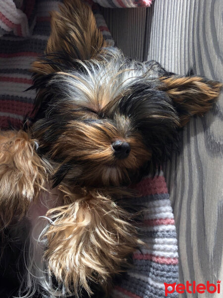 Yorkshire Terrier, Köpek  Alex fotoğrafı