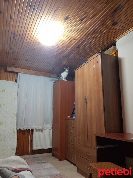 Tekir Kedi, Kedi  Sütlü Ayşe fotoğrafı