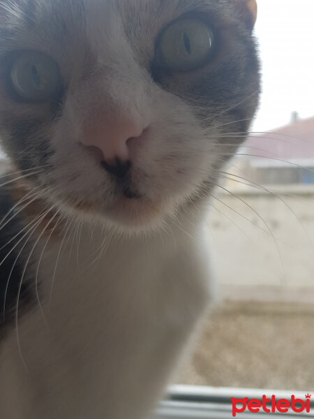 Tekir Kedi, Kedi  Sütlü Ayşe fotoğrafı