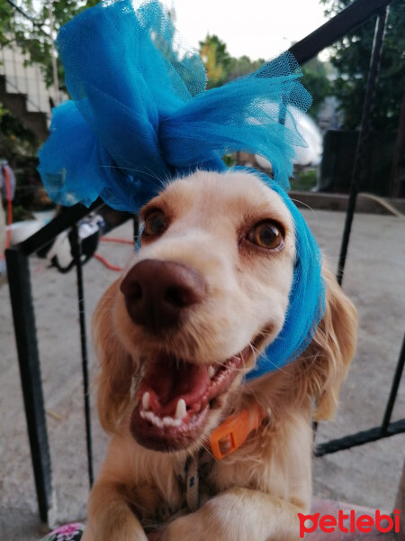 İngiliz Cocker Spaniel, Köpek  Şila fotoğrafı