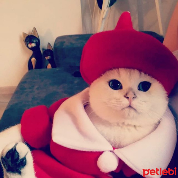 Scottish Fold, Kedi  TOKYO fotoğrafı