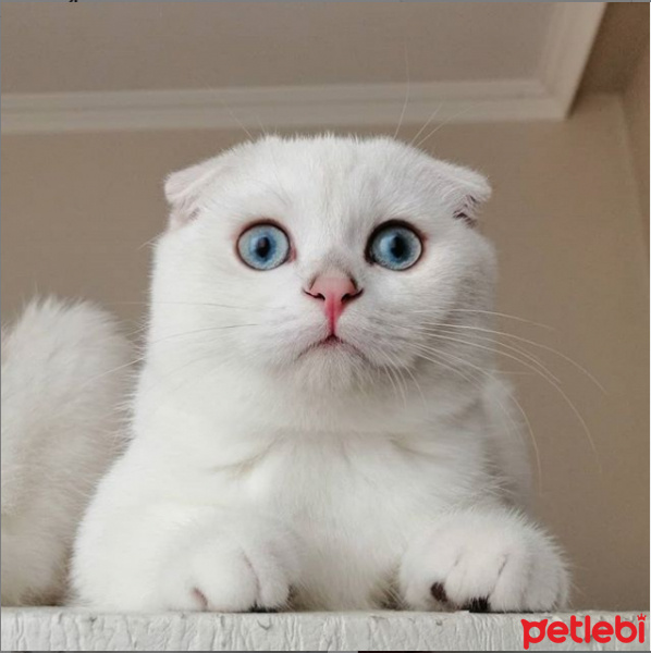 Scottish Fold, Kedi  TOKYO fotoğrafı