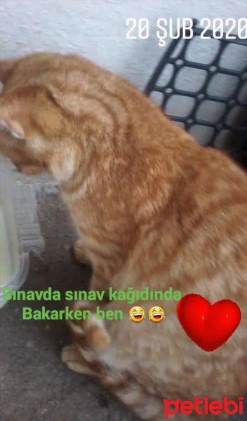 Bombay, Kedi  Bombay fotoğrafı