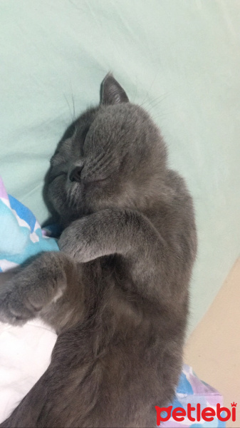 British Shorthair, Kedi  Mia fotoğrafı