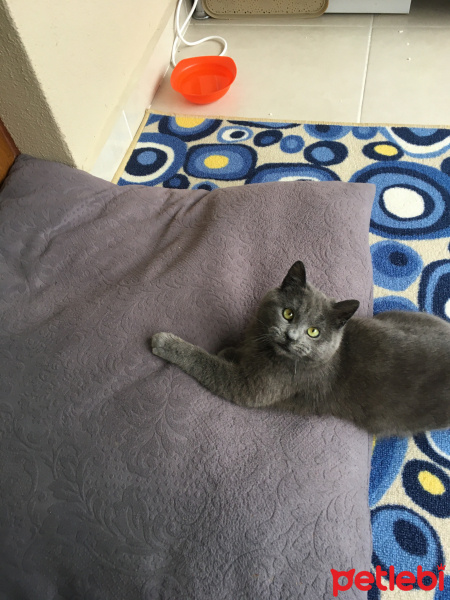 Mavi Rus, Kedi  Luna fotoğrafı