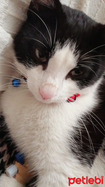 Tuxedo (Smokin) Kedi, Kedi  Pascal fotoğrafı