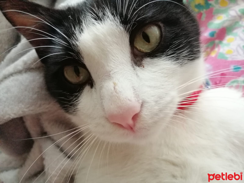 Tuxedo (Smokin) Kedi, Kedi  Pascal fotoğrafı
