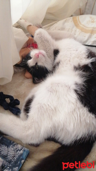 Tuxedo (Smokin) Kedi, Kedi  Pascal fotoğrafı