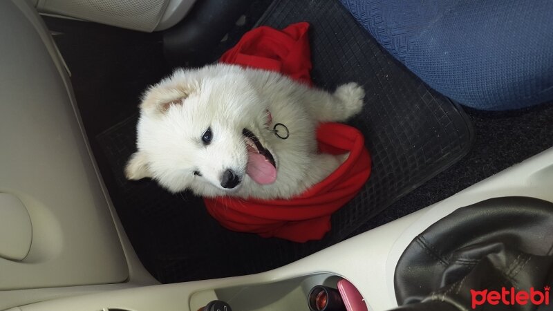 Samoyed, Köpek  pamuk fotoğrafı