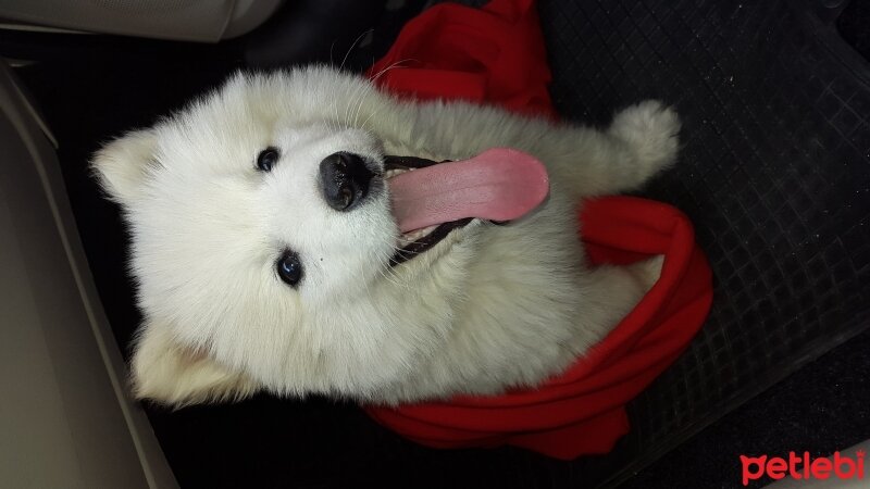 Samoyed, Köpek  pamuk fotoğrafı