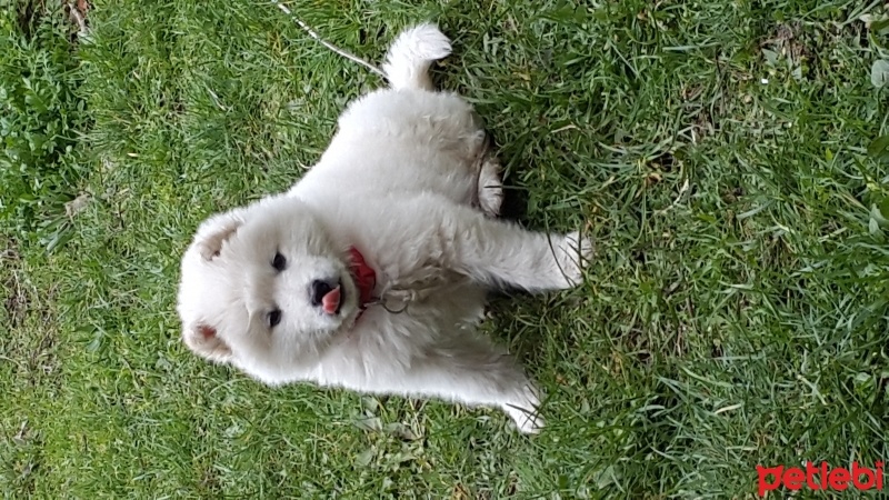 Samoyed, Köpek  pamuk fotoğrafı