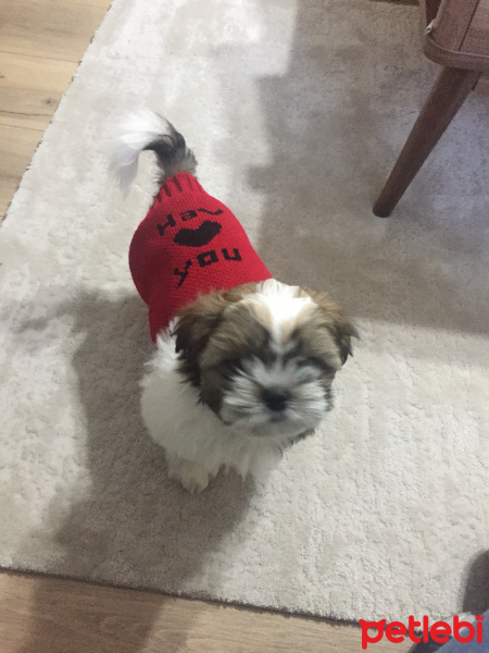Shih Tzu, Köpek  Melo fotoğrafı