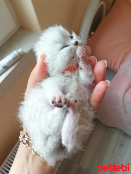 British Shorthair, Kedi  Achilleus fotoğrafı