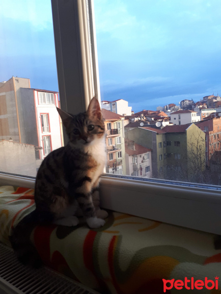 Tekir Kedi, Kedi  Vera fotoğrafı