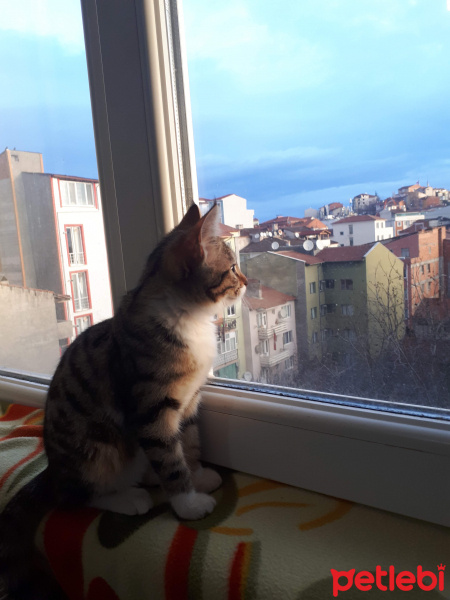Tekir Kedi, Kedi  Vera fotoğrafı