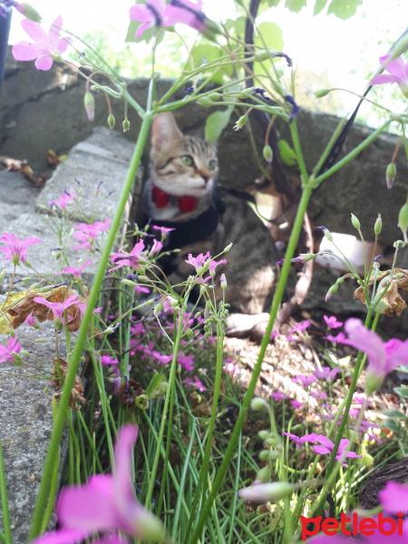 Tekir Kedi, Kedi  Vera fotoğrafı