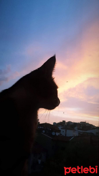 Tekir Kedi, Kedi  Vera fotoğrafı