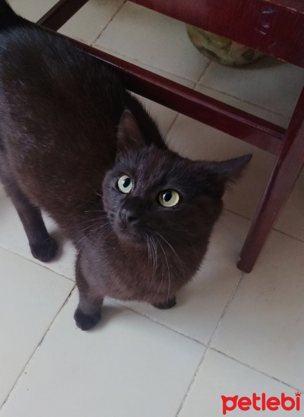 Bombay, Kedi  Adi henüz yok fotoğrafı