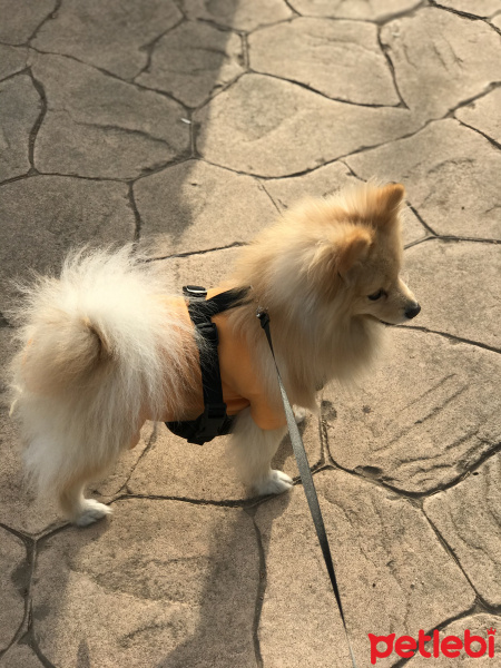 Pomeranyalı, Köpek  Badem fotoğrafı