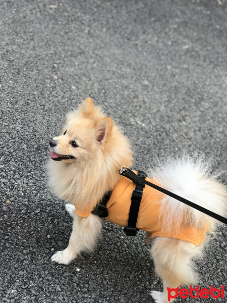 Pomeranyalı, Köpek  Badem fotoğrafı