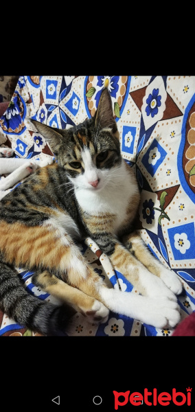 Tekir Kedi, Kedi  Alaca fotoğrafı