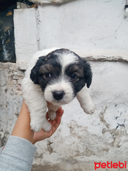 Russian Spaniel, Köpek  Minik fotoğrafı