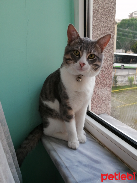 Tekir Kedi, Kedi  Bulut fotoğrafı
