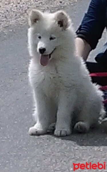 Samoyed, Köpek  Çapkın fotoğrafı