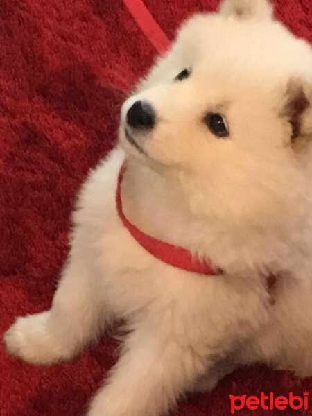 Samoyed, Köpek  Çapkın fotoğrafı