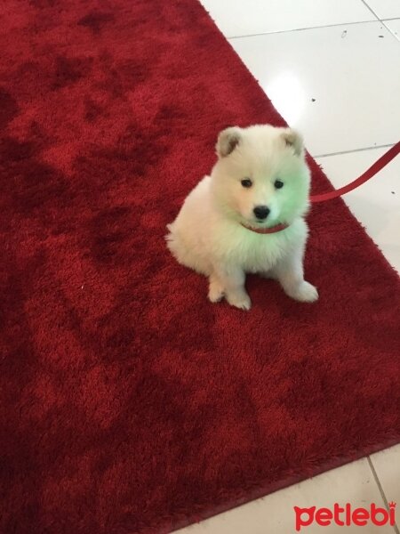 Samoyed, Köpek  Çapkın fotoğrafı