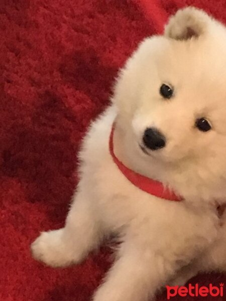 Samoyed, Köpek  Çapkın fotoğrafı