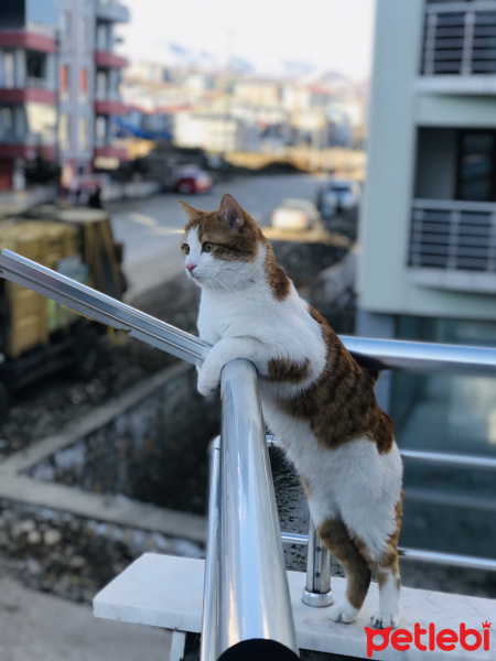 Sarman, Kedi  Limon fotoğrafı