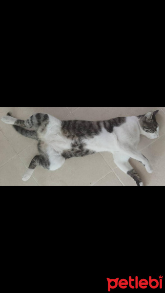 Tekir Kedi, Kedi  Hero fotoğrafı