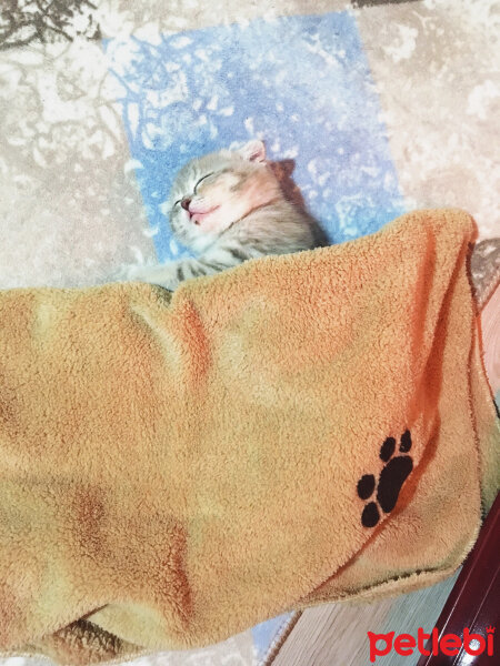 Scottish Fold, Kedi  Ciğerpare fotoğrafı