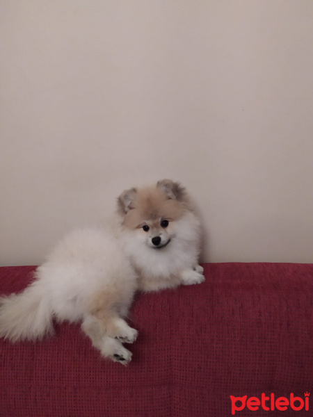 Pomeranyalı, Köpek  Murphy fotoğrafı