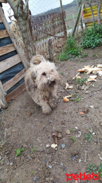 Sokö (Sokak Köpeği), Köpek  Bulut fotoğrafı