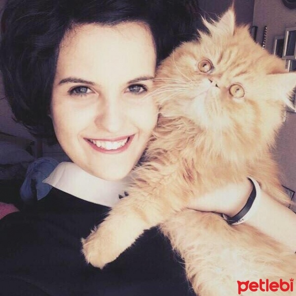 İran Kedisi (Persian), Kedi  Badem fotoğrafı