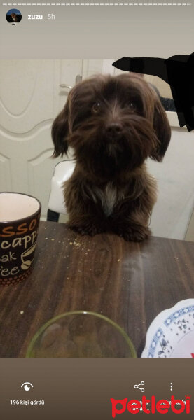 Maltese, Köpek  Zuzu fotoğrafı