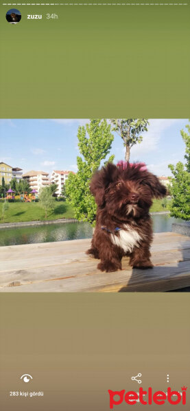 Maltese, Köpek  Zuzu fotoğrafı