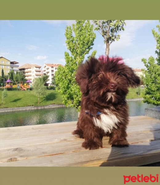 Maltese, Köpek  Zuzu fotoğrafı