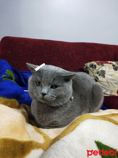 British Shorthair, Kedi  Duman fotoğrafı