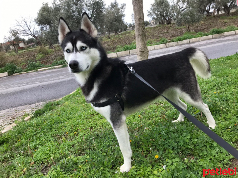 Sibirya Kurdu (Husky), Köpek  Pablo fotoğrafı